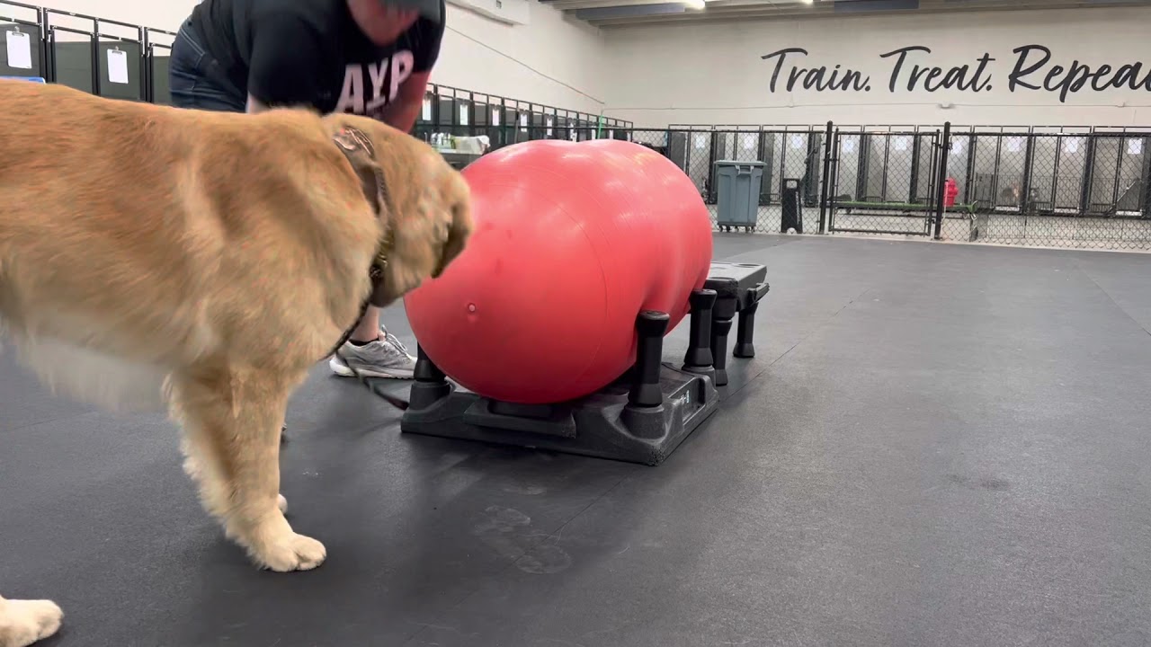 Jax Golden Retreiver - Miami Dog Training