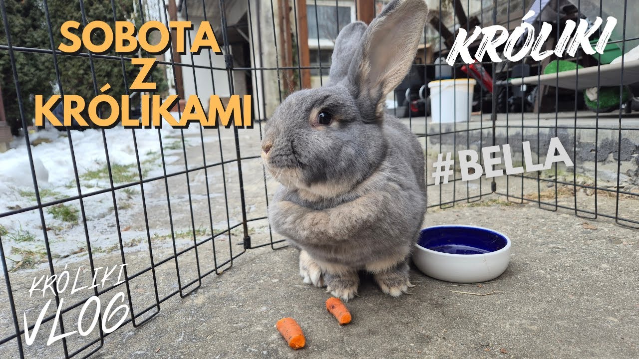Weekend z KRÓLIKAMI - nadrabiam zaległości