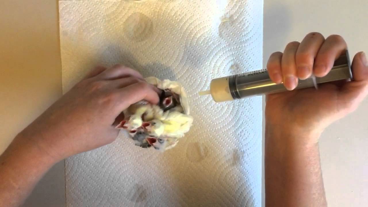 hand rearing baby canaries