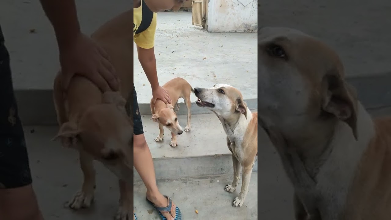 Cute puppy with his mother in the village | Street Dogs in India #animalslovers #streetdogs