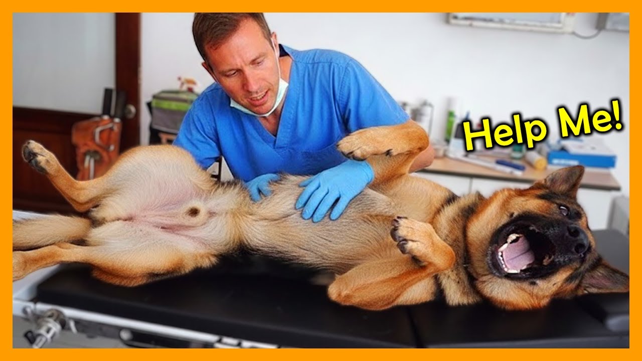 Hilarious Dogs Who Make Vets Forget Their Job 🤣🐶 Funniest Dog Reactions