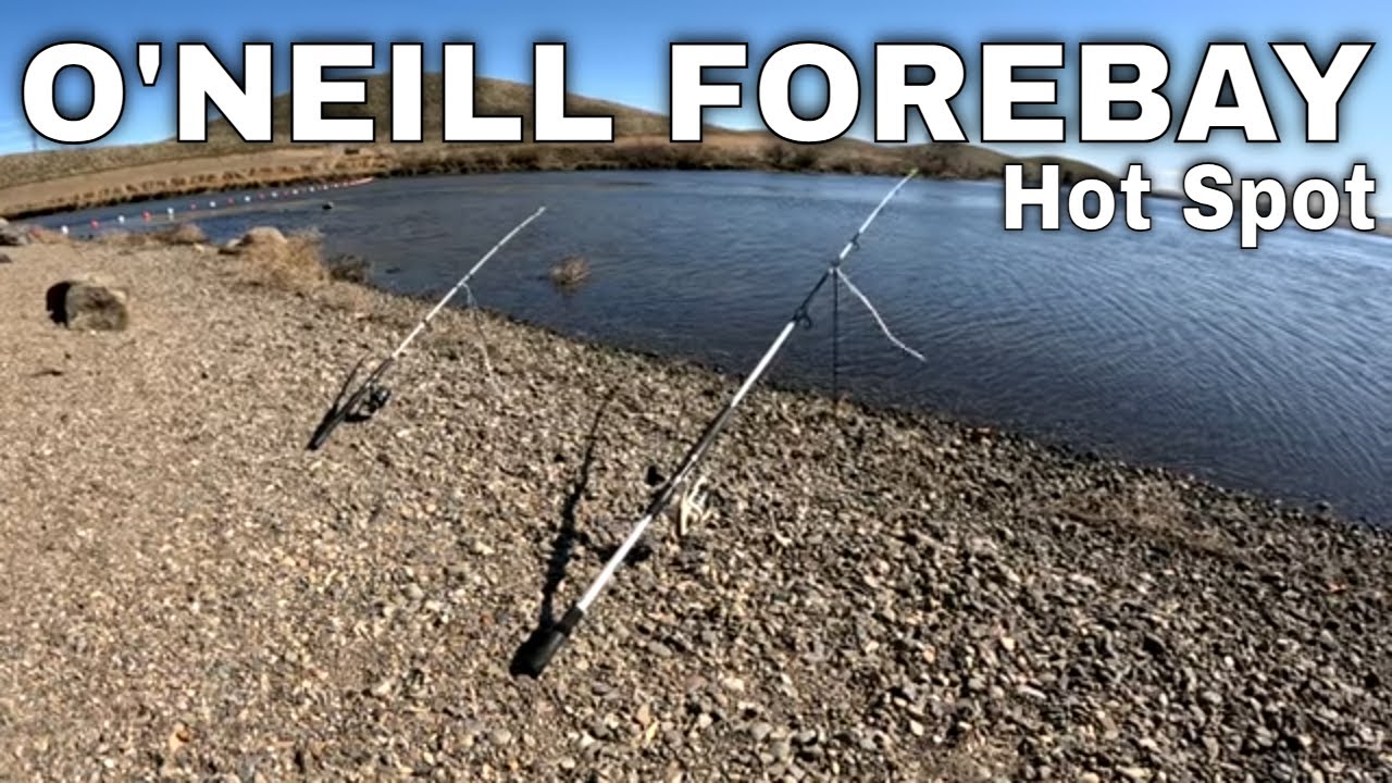 Striper Were Chewing!(O'Neill Forebay Fishing 2025)🎣🔥