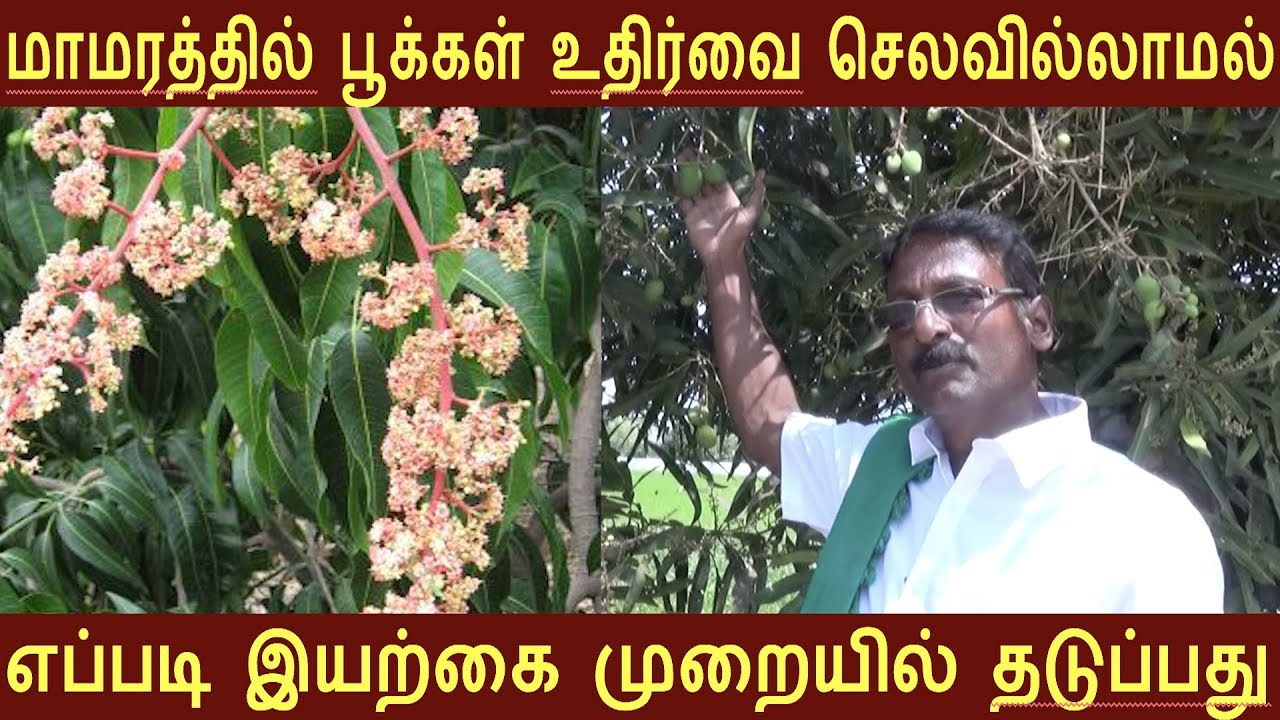 மா மரத்தில் பூக்கள் உதிர்வை இயற்கை முறையில் தடுக்க