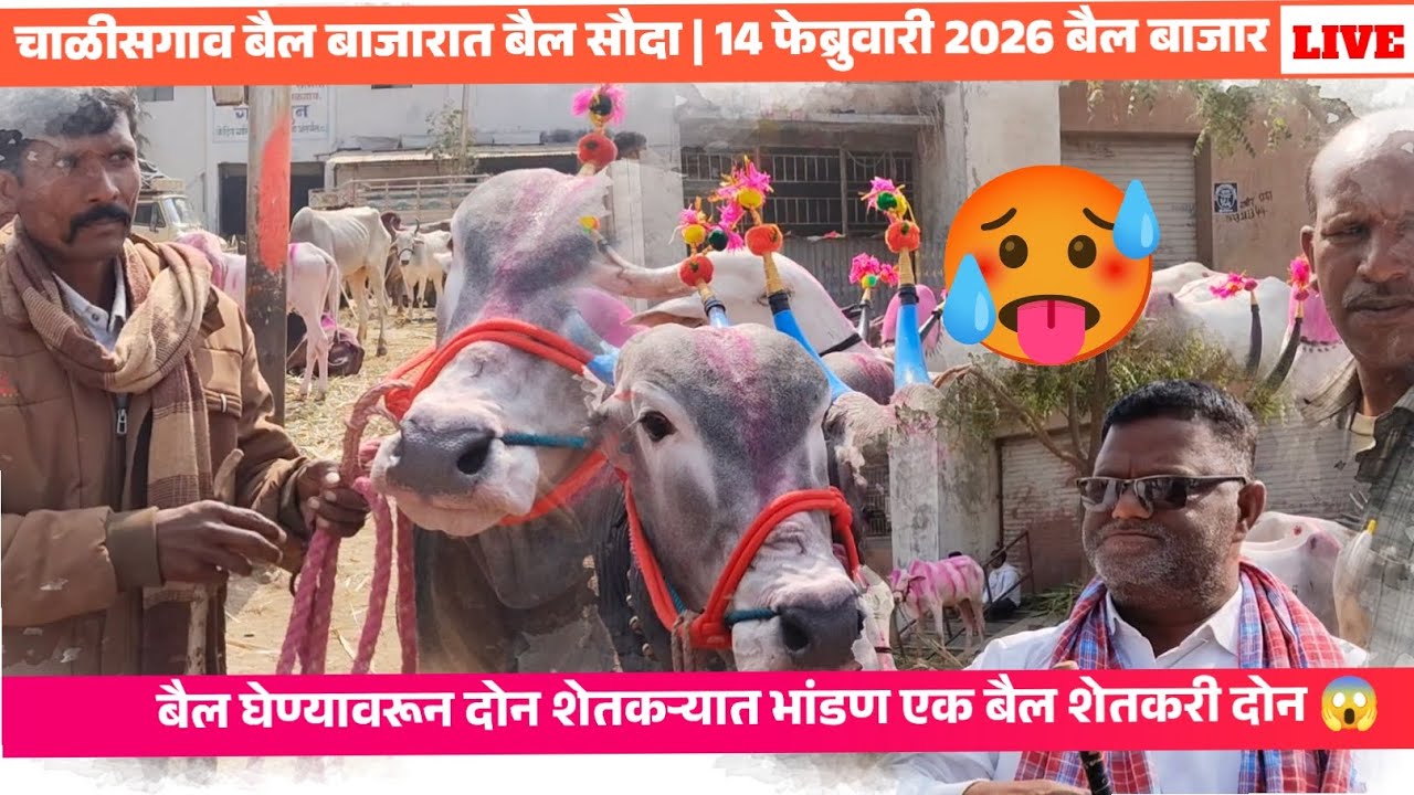 बैल बाजारात शेतकऱ्याचीं भांडण? 😱  अनवर शेठ -छोटू शेठ याच्या दावणीला बैल सौदा😱 | चाळीसगाव बैल बाजार