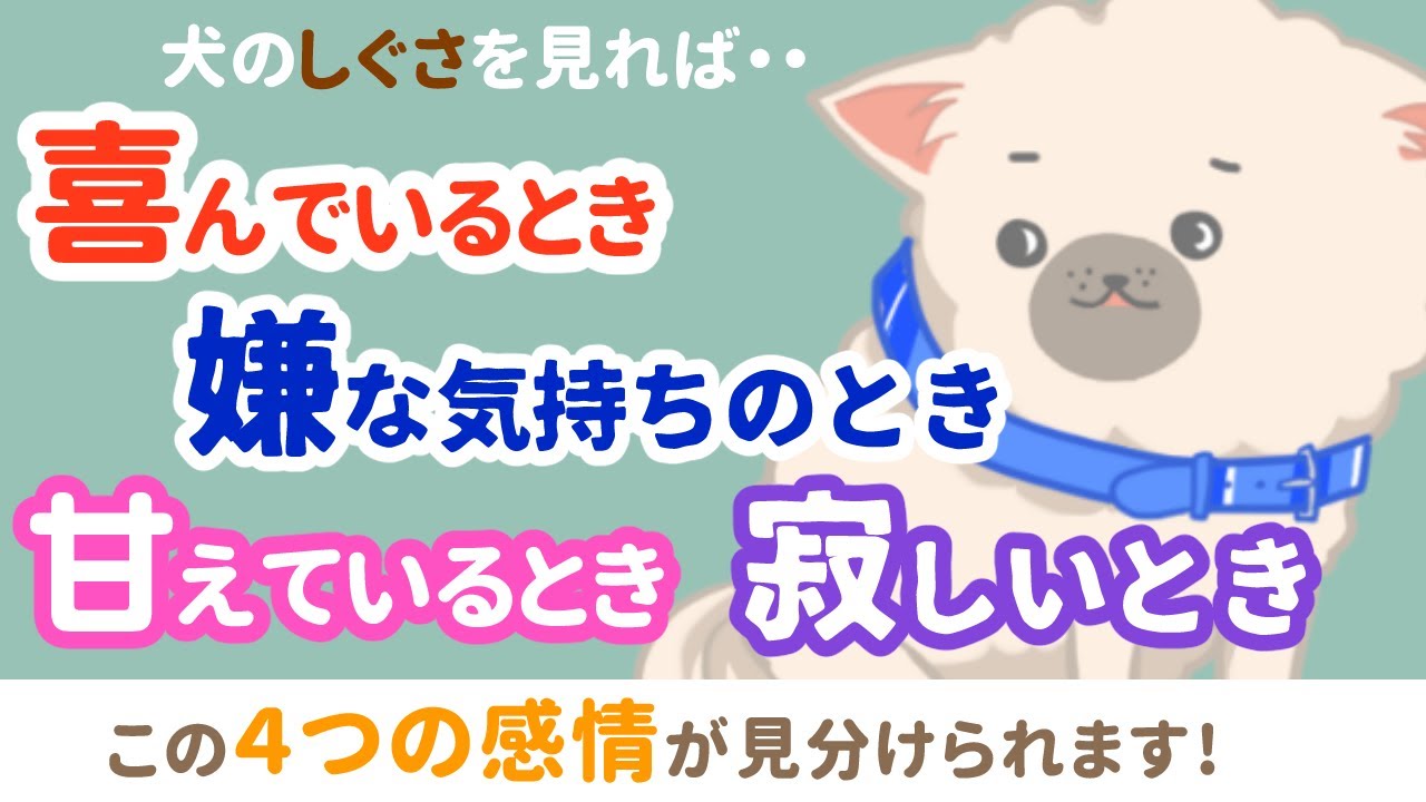 犬の気持ちがわかる！喜怒哀楽を意味する23のしぐさ