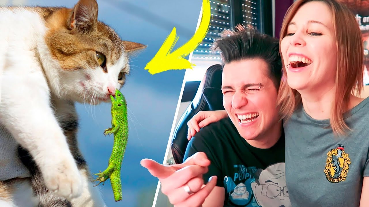 LOS ANIMALES MAS GRACIOSOS DE INTERNET #2