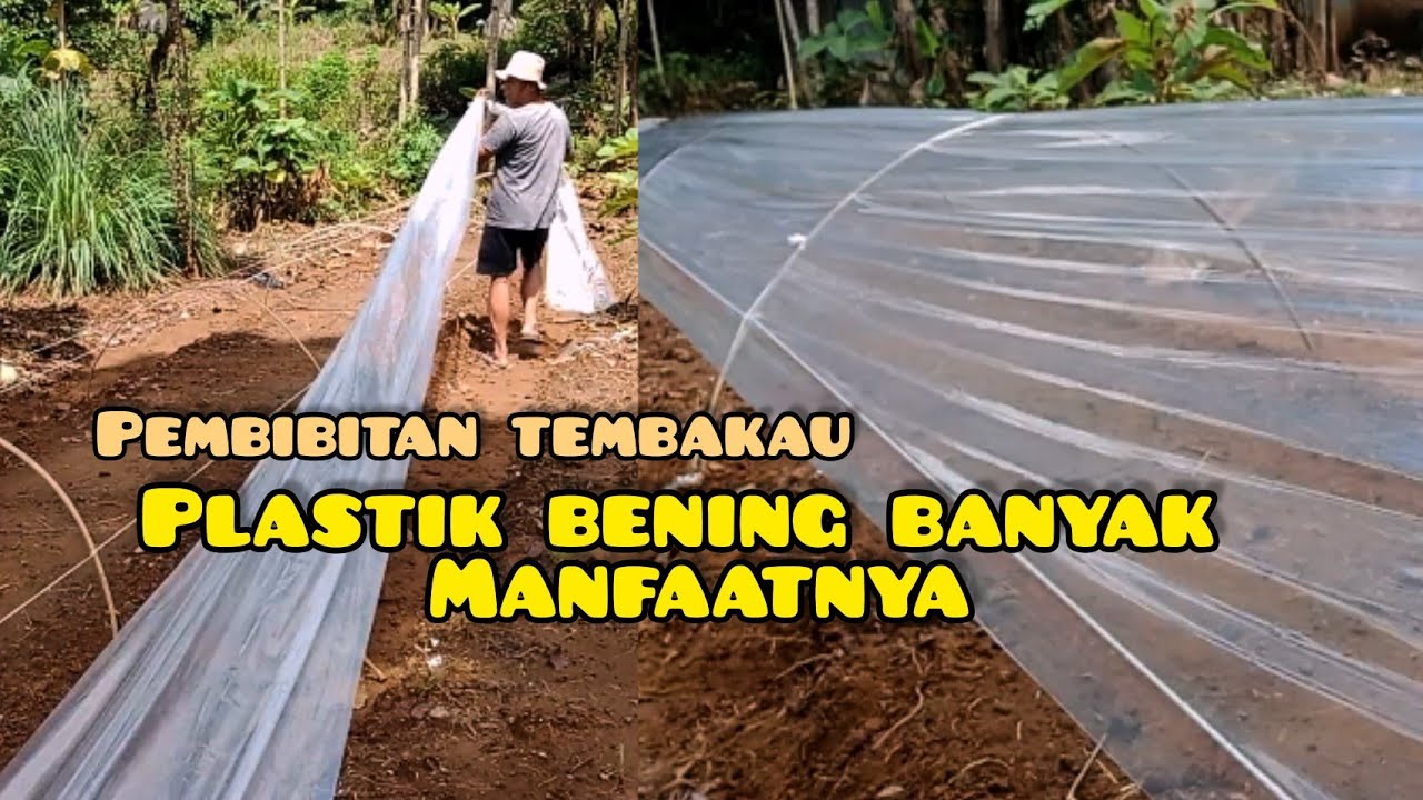 Persiapan pembibitan tembakau plastik bening banyak kegunaannya#tembakau#palingpalinglewat