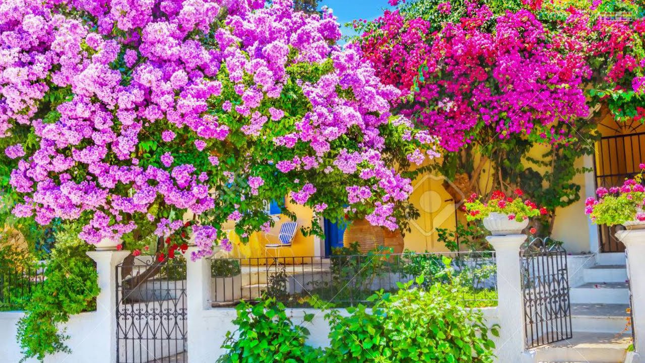 The Most Beautiful Bougainvillea flowers in the world