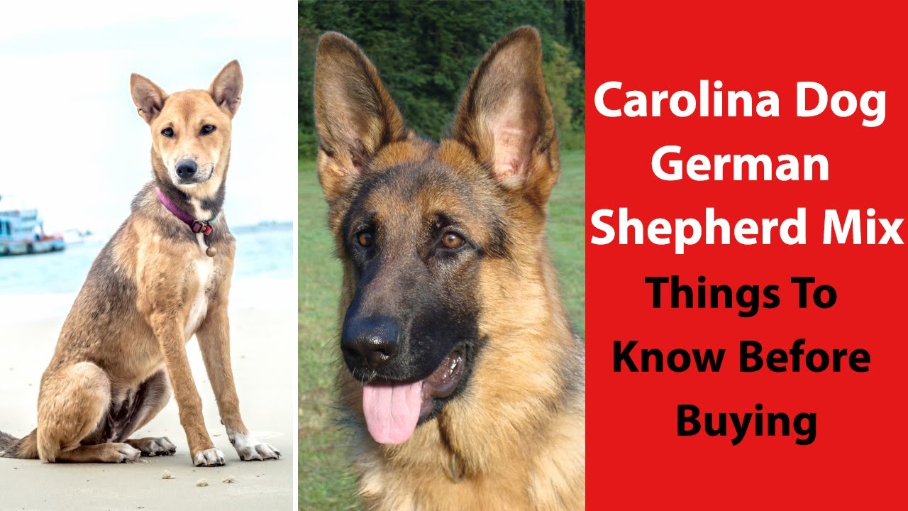 Carolina Dog German Shepherd Mix: Things to Know Before Buying