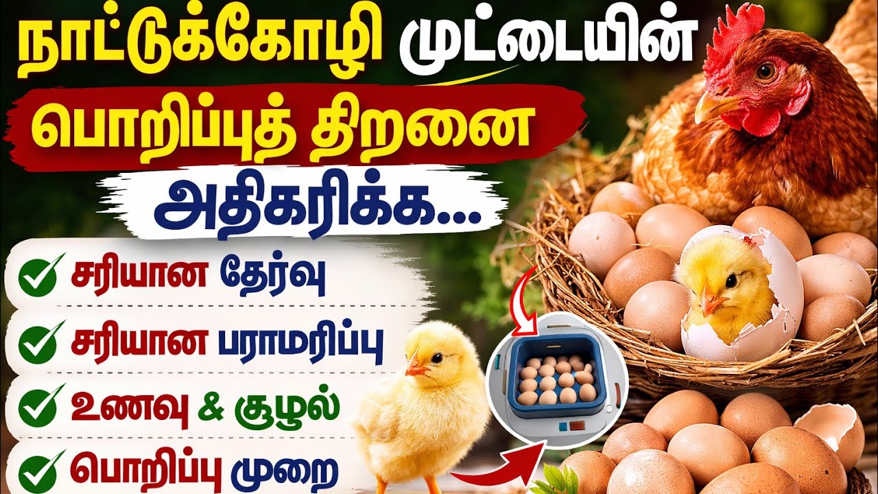 🐣 நாட்டுக்கோழியின் முட்டையின் பொறுப்புத் திறனை அதிகரிக்க  ஐந்து முறைகள்#kgr #kgr nattuKoli #nattukol