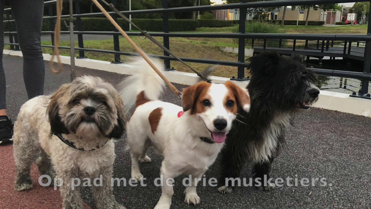 Hondjes van de week #5