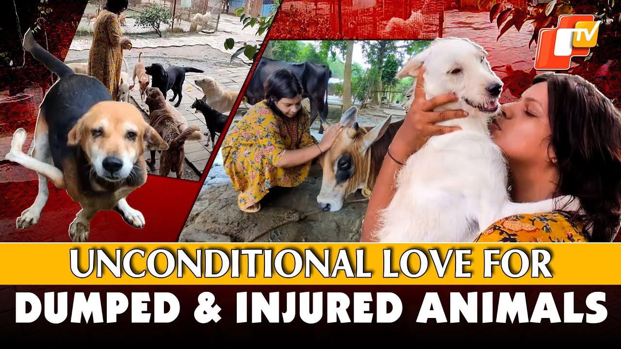 Woman Quits Lucrative Job, Dedicates Life to Care Dumped & Injured Animals