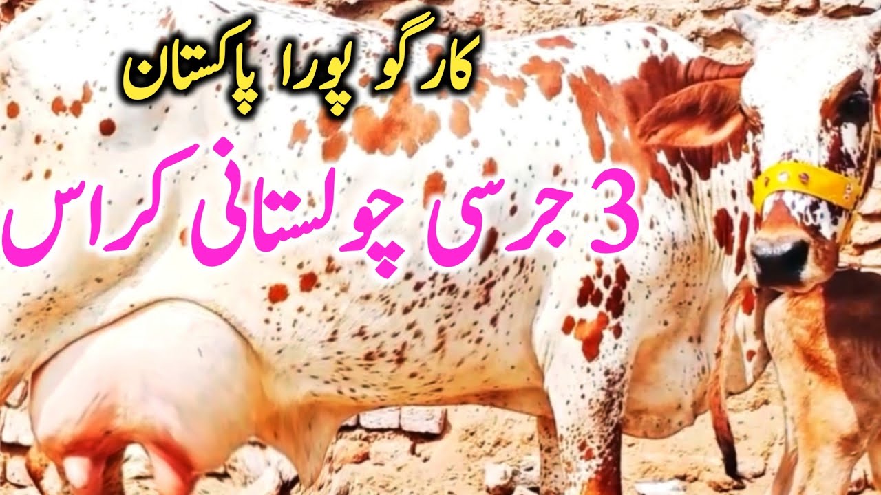 Cholistani Jersey Sahiwal Cross Cow From Cholistan || Global Village Farming