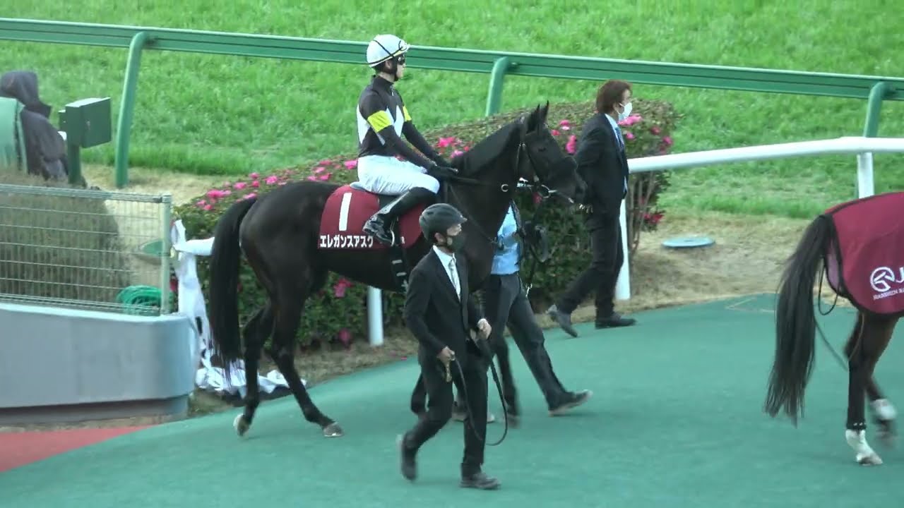 【チューリップ賞2026】本馬場入場 現地映像 ⑬タイセイボーグ