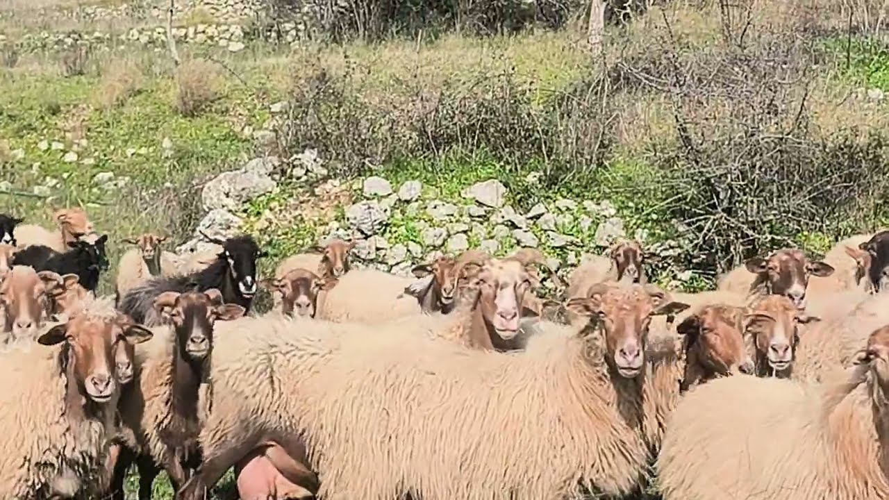 155 κάτσενα πρόβατα στο νησί τους #πρόβατα #πρόβατο #κτηνοτροφία #sheep #greeksheep