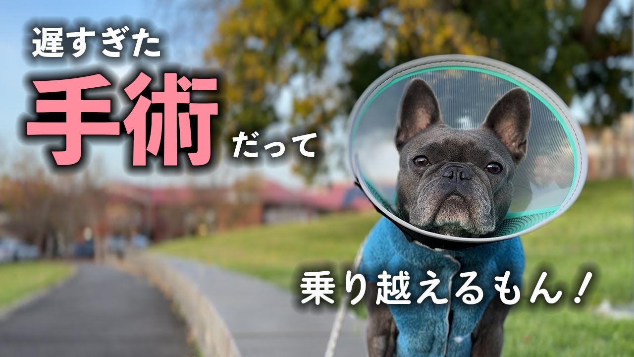 【3度目】麻酔がリスクの犬と年齢も遅かった避妊手術物語