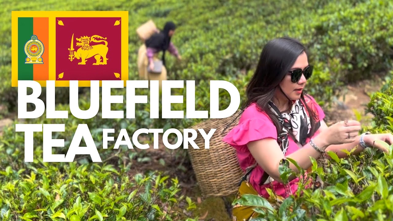🇱🇰 Visiting The Bluefield Tea Factory In Nuwara Eliya [4K]