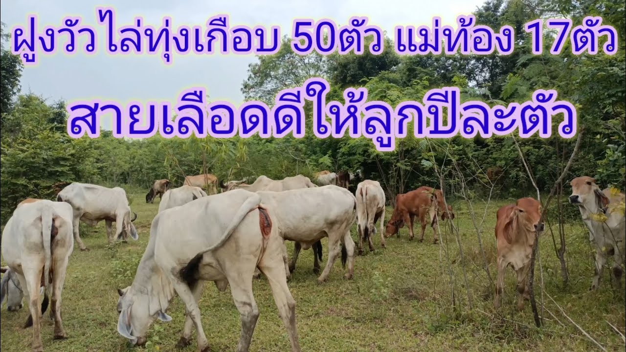 ฝูงวัวไล่ทุ่งเกือบ 50ตัว ให้ลูกปีละตัว 086-256-7156 ลุงหวัง