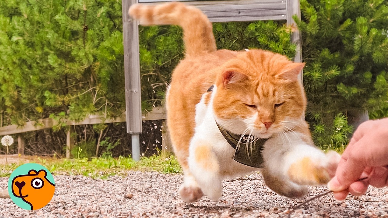 Cat Greets Everyone He Meets On Forest Walks... He's Blind | Cuddle Buddies