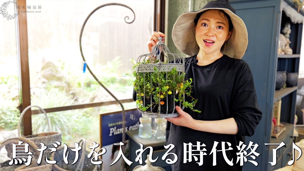 “鳥かご”でお庭をおしゃれに見せるコツ！【バードケージ】