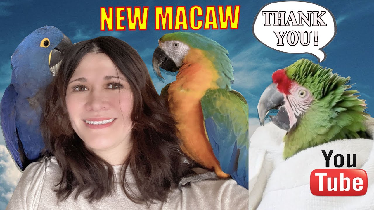 RESCUING A UNWANTED MILITARY MACAW FROM HORRIBLE LIVING CONDITIONS!
