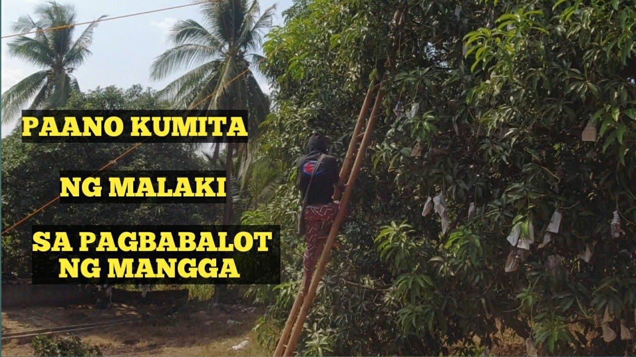 MALAKING KITA SA PAGBABALOT NG  MANGGA