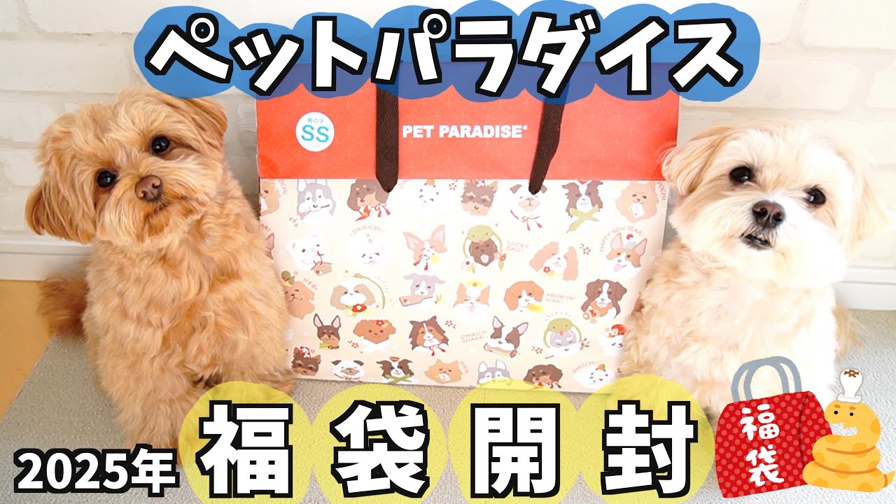 【2025年福袋】大人気！ペットパラダイスの福袋が可愛すぎて大当たり🐶💕2つの福袋の中身を大公開します🛍️✨【犬服】