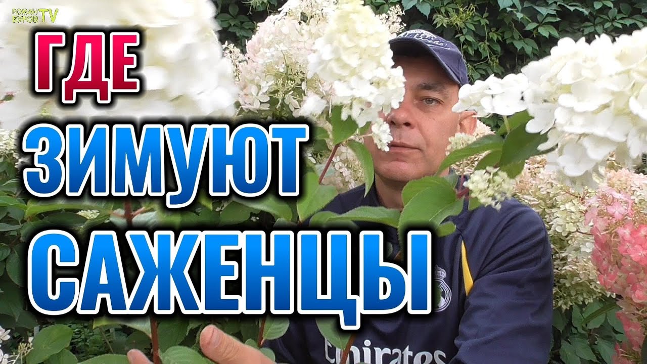 Вот чем отличаются условия зимовки саженцев гортензии, ежевики и винограда #garden 