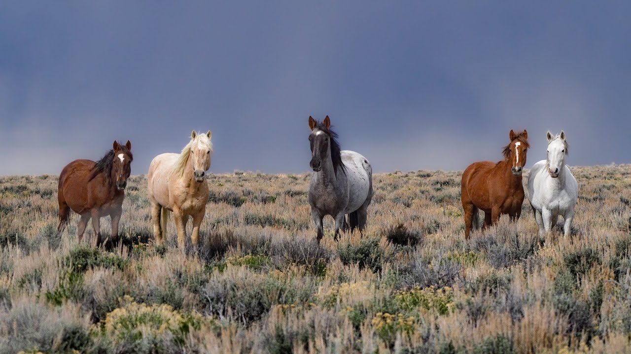 Sand Wash Basin Wild Horses