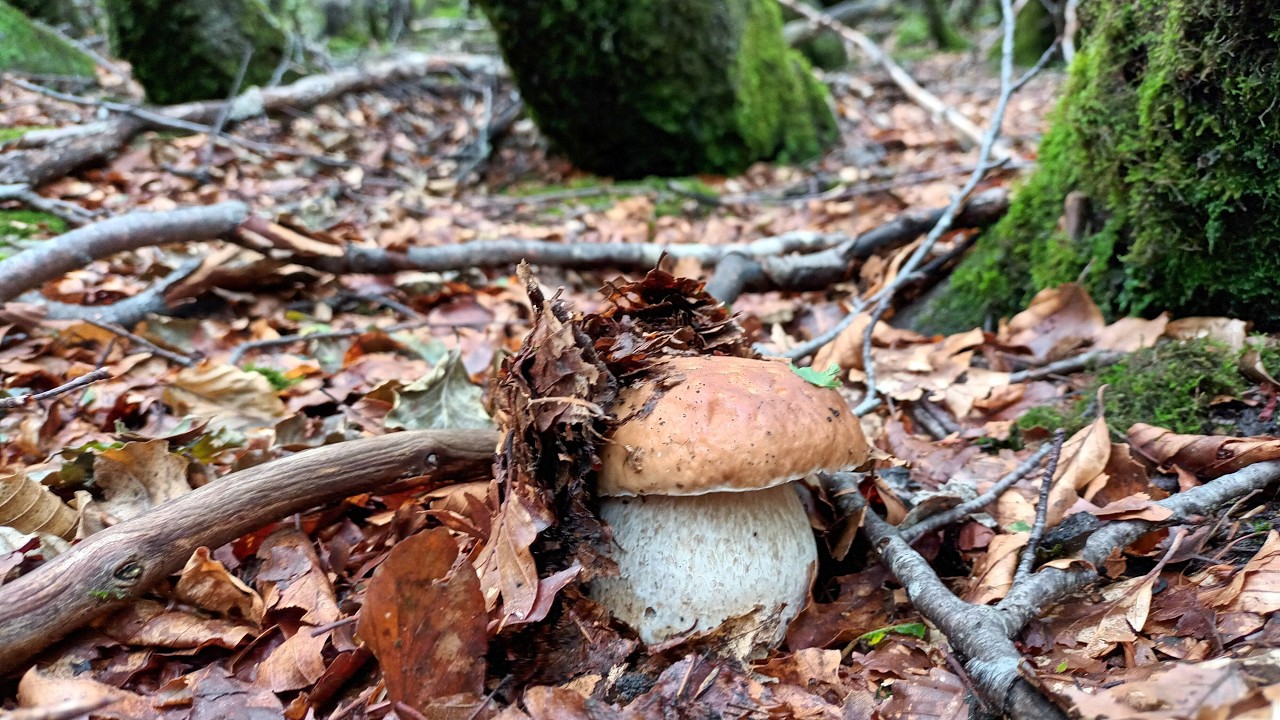 Красивая и неожиданная коллекция белых грибов (porcini edulis) — август 2025 г.