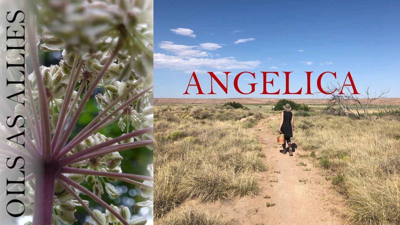 Oils as Allies with Cathy Skipper - Angelica