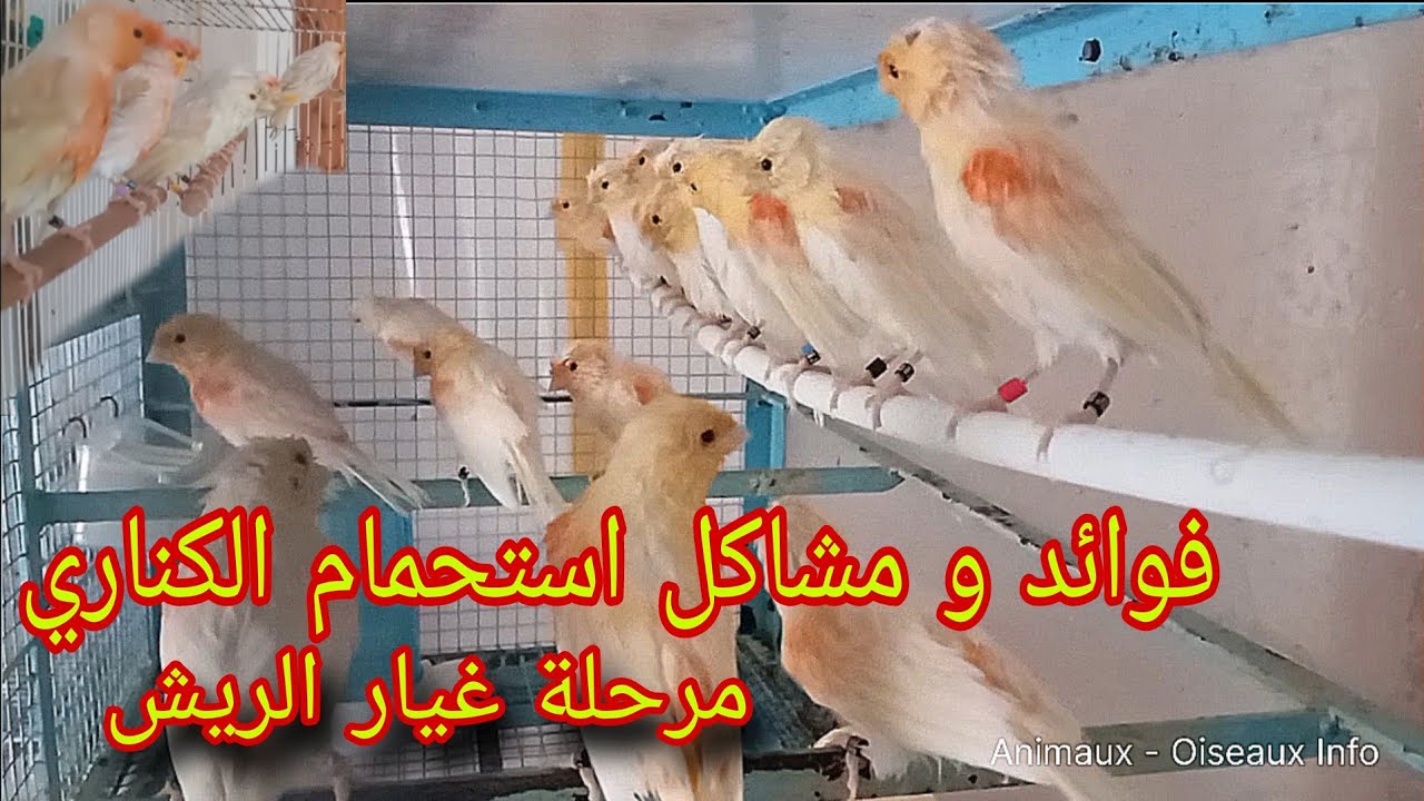 معلومات شاملة حول استحمام طيور الكناري هذه اخطاء تجنبها في مرحلة غيار الريش