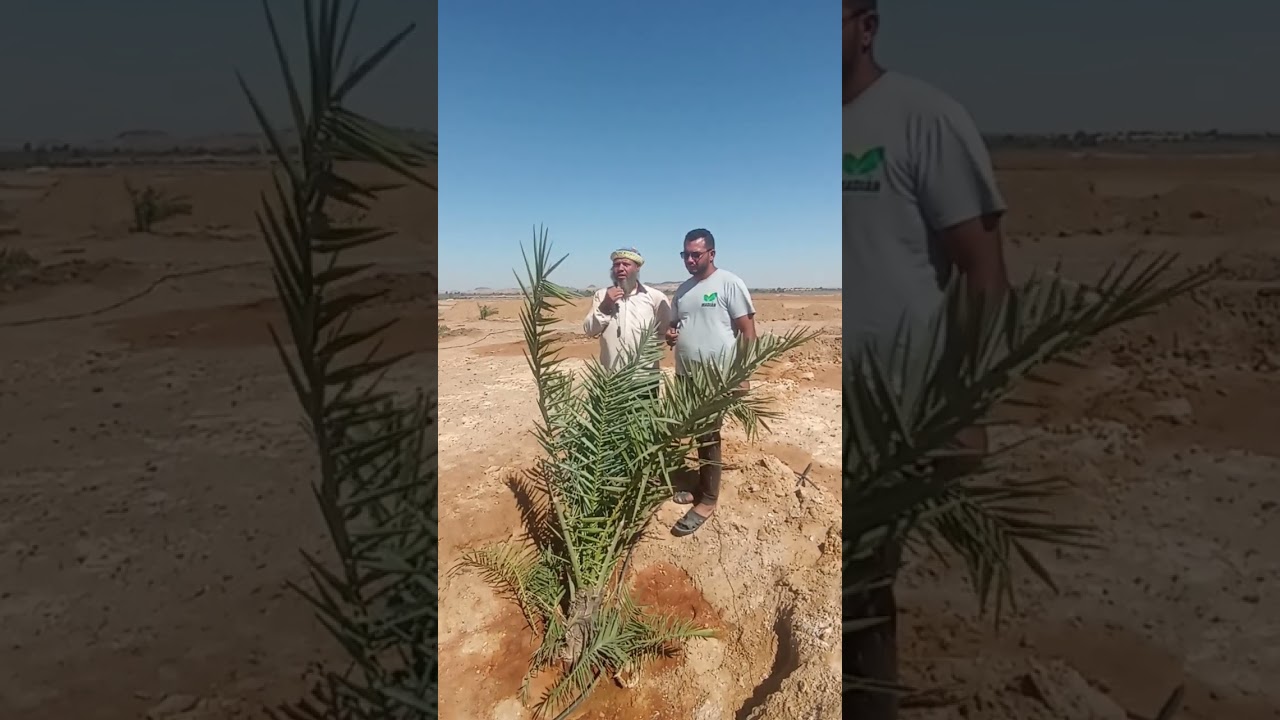 لن تصدق عام واحد فقط من  الزراعه وتم زراعه الفسيله بعد الفصل من الام مباشره 01151618923