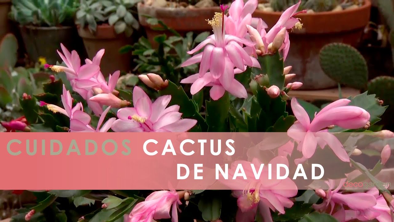 Cuidados del CACTUS de NAVIDAD  🌵 🌺  Decogarden 🎅🏼