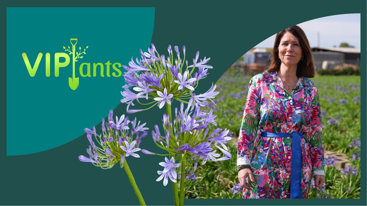 VIPlants: Agapanthus africanus