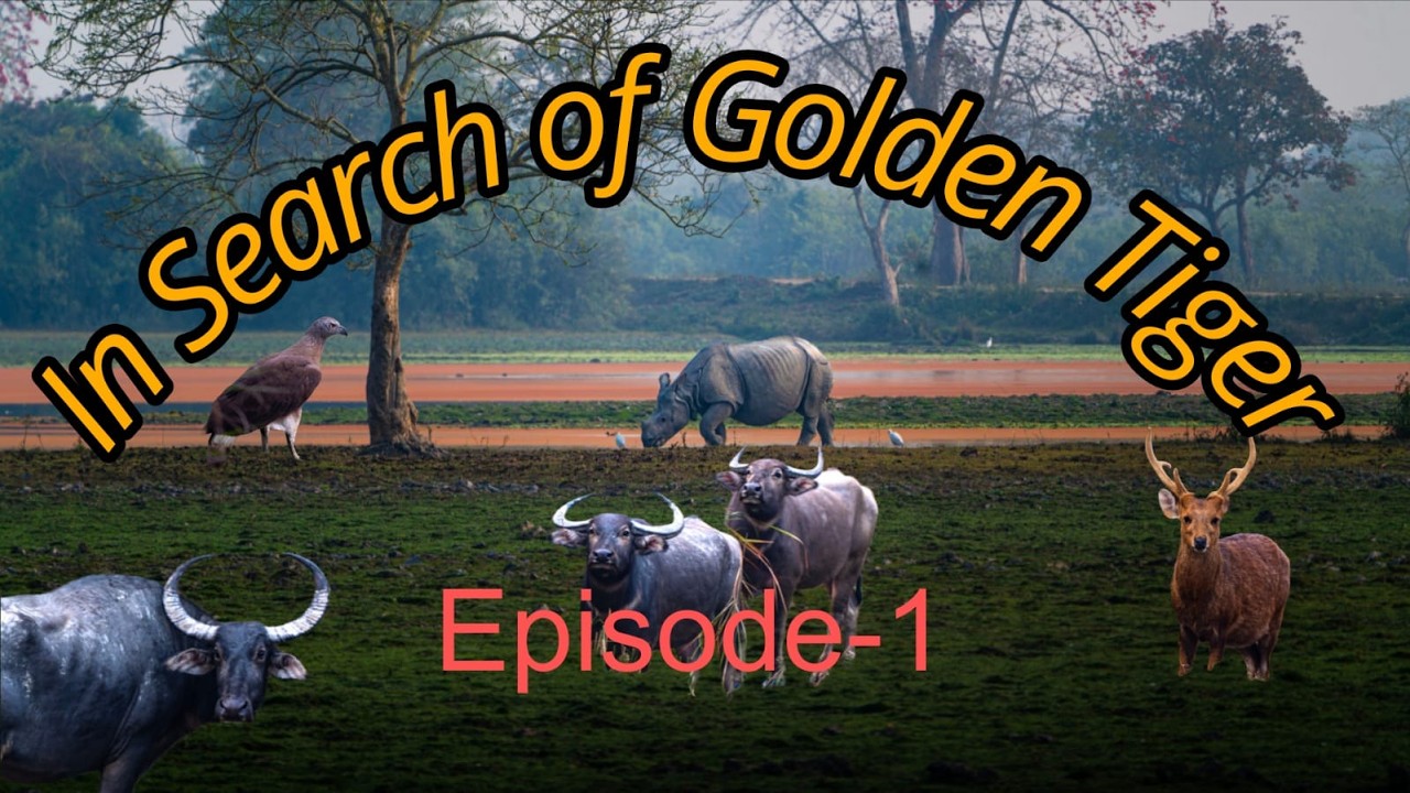 In Search of Golden Tiger, Episode-1