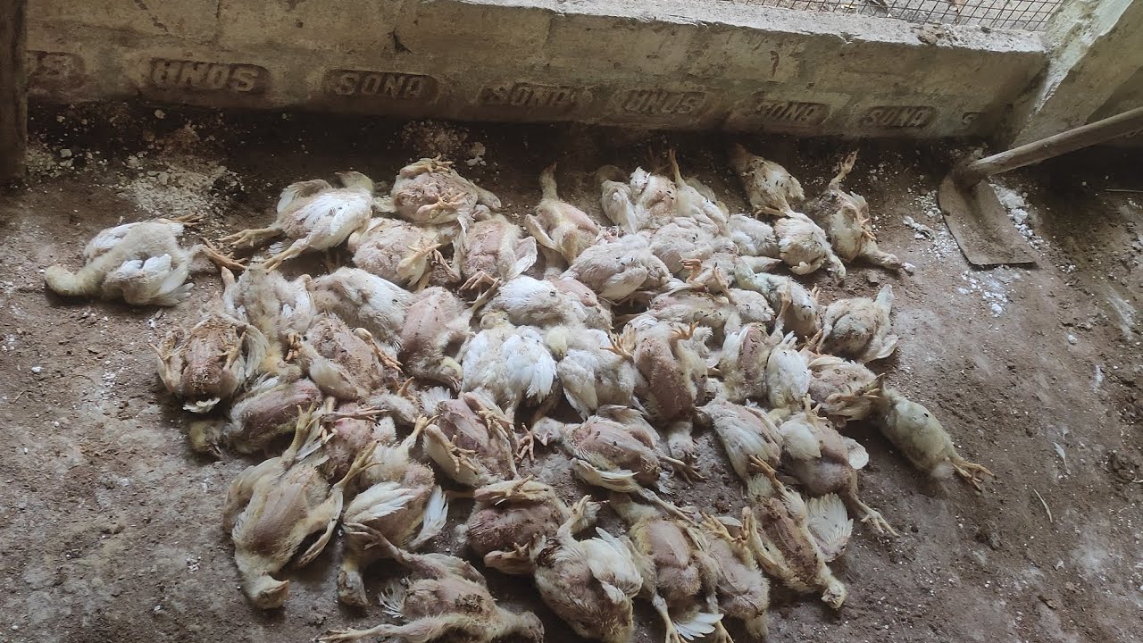 🐔🐔পোল্টির গাউট ( IBH) হলে কি করবেন.ভিডিওটা একবার দেখুন তাহলে বুঝবেন🤔🤫