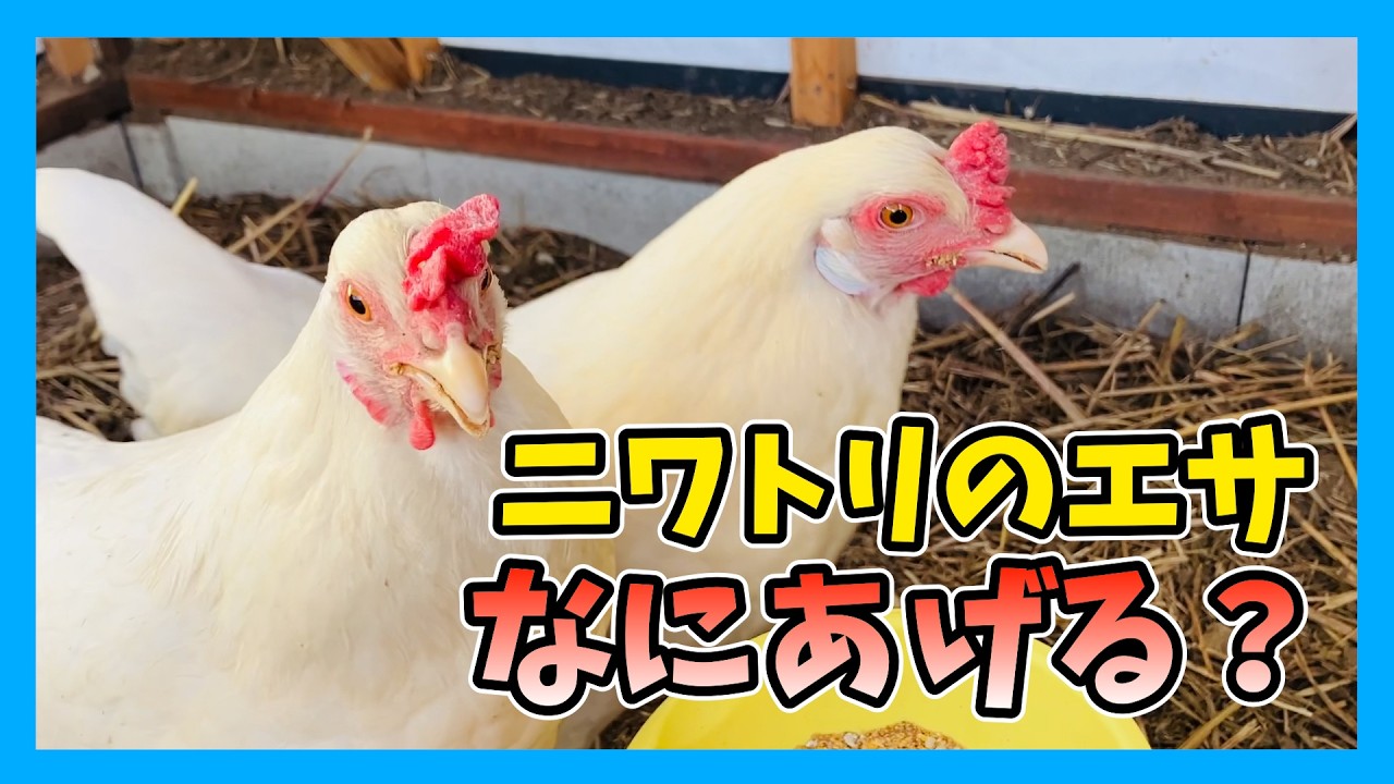 【ニワトリのエサ】普段なにあげてる？市販飼料＋米ぬかで簡単ごはん作り