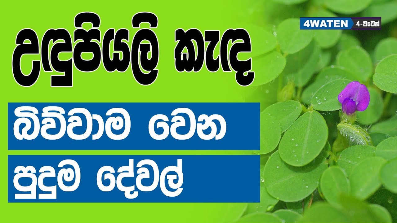 උඳුපියලි කැඳ බිව්වම වෙන දේ මෙන්න : Benefits of Desmordium triflorum