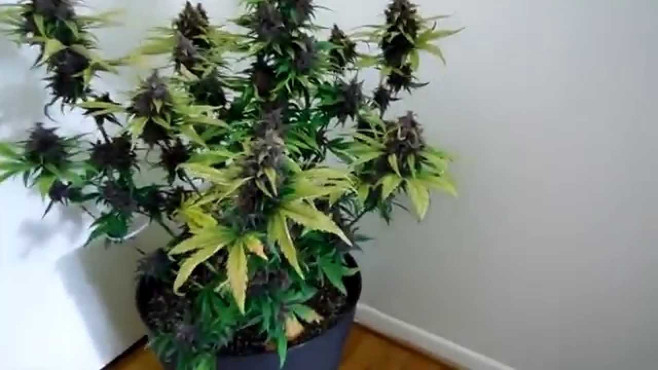 Purple Kush Autoflower Harvest