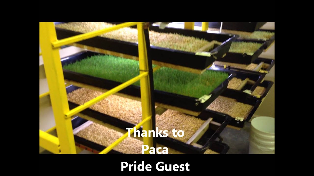 Barley Fodder Nov 5,12