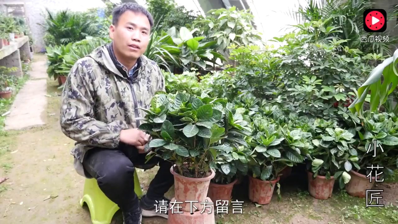 【小花匠】注意这几点，栀子花不黄叶、不落叶，依然可以花开爆盆