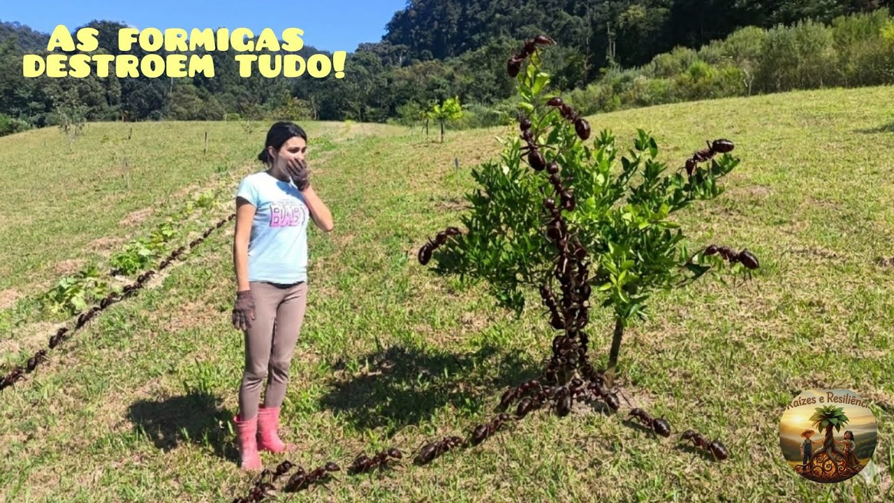 Ep.03 Limpeza e manutenção do pomar, às formigas iriam atacar novamente 