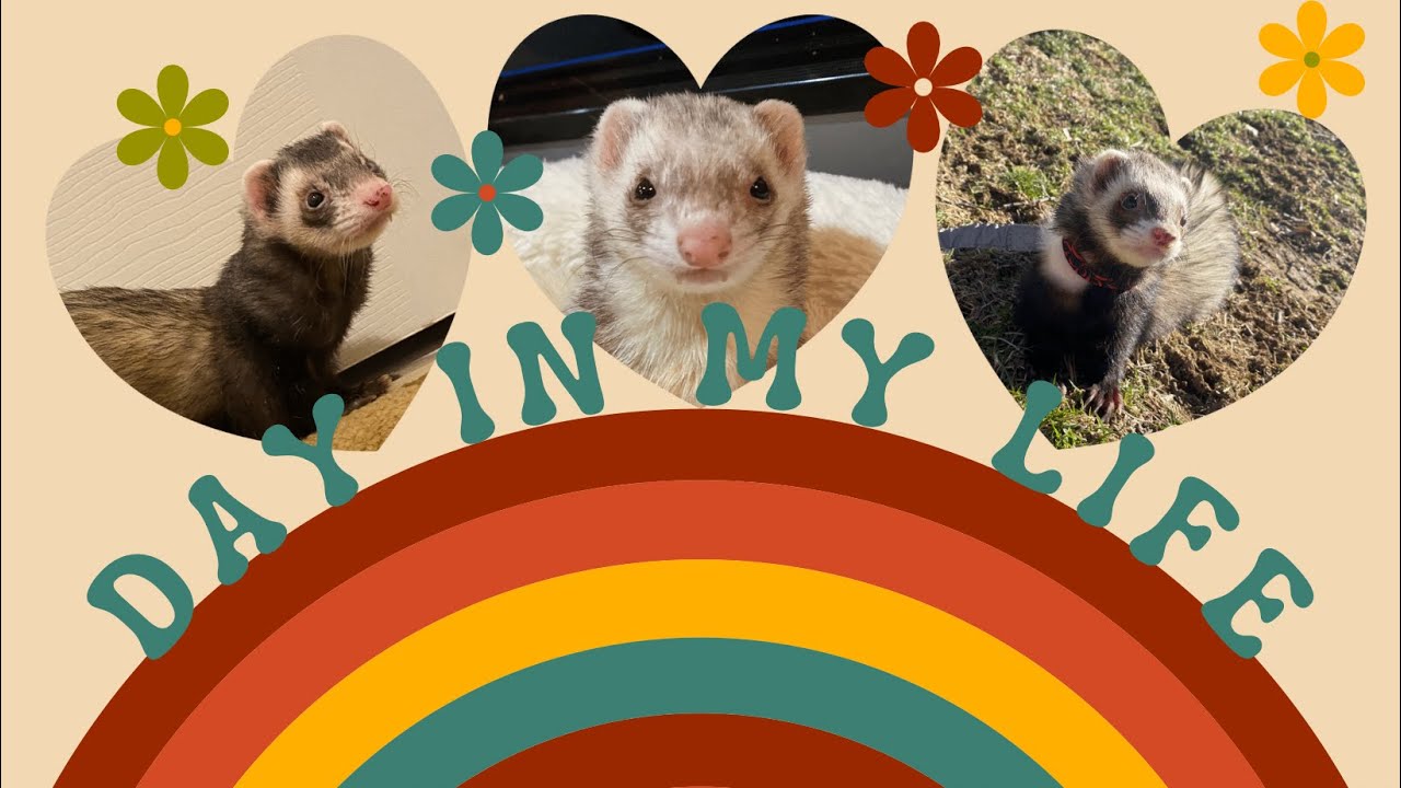Day in My Life: March 2022 (work, ferret playtime, yoga..)