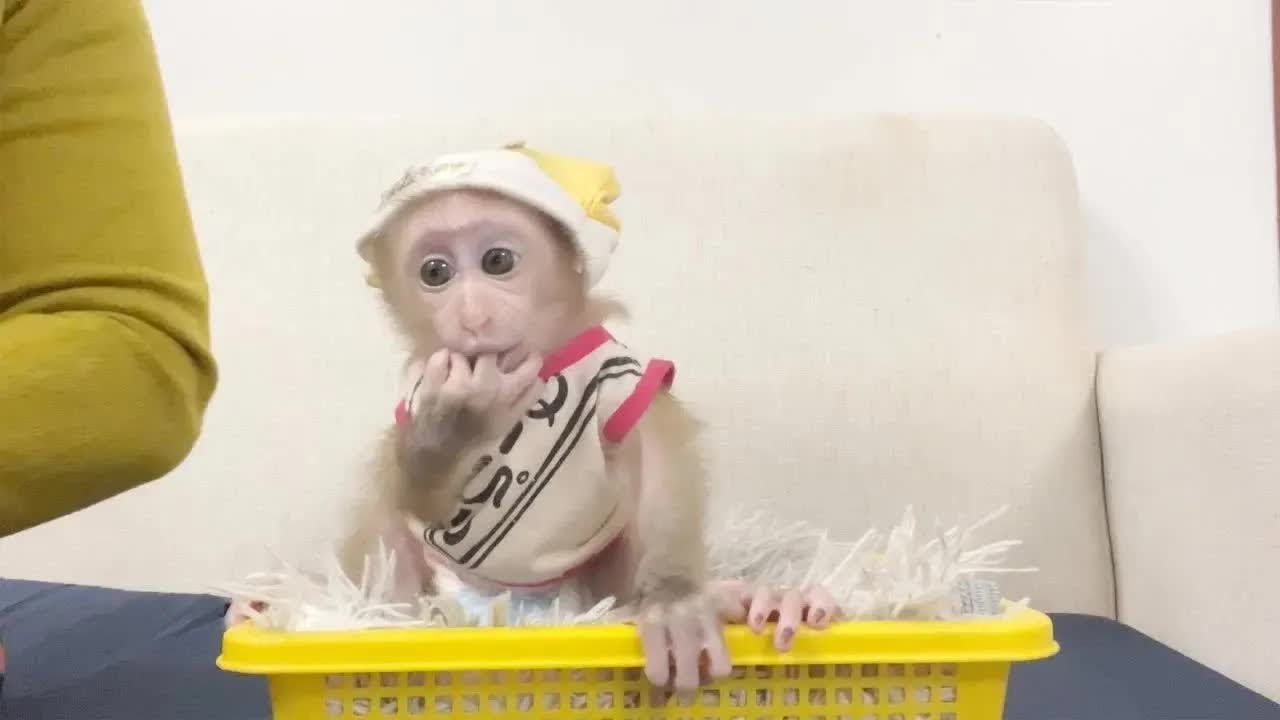 So Sweetie Baby Jelly Sucking Finger Sit Sleepy In Basket