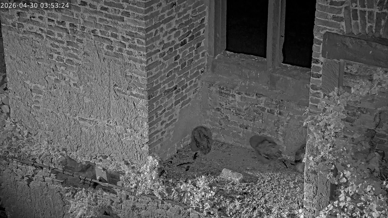 Uhu Webcam 4 – Live-Stream von EGE – Gesellschaft zur Erhaltung der Eulen e.V.