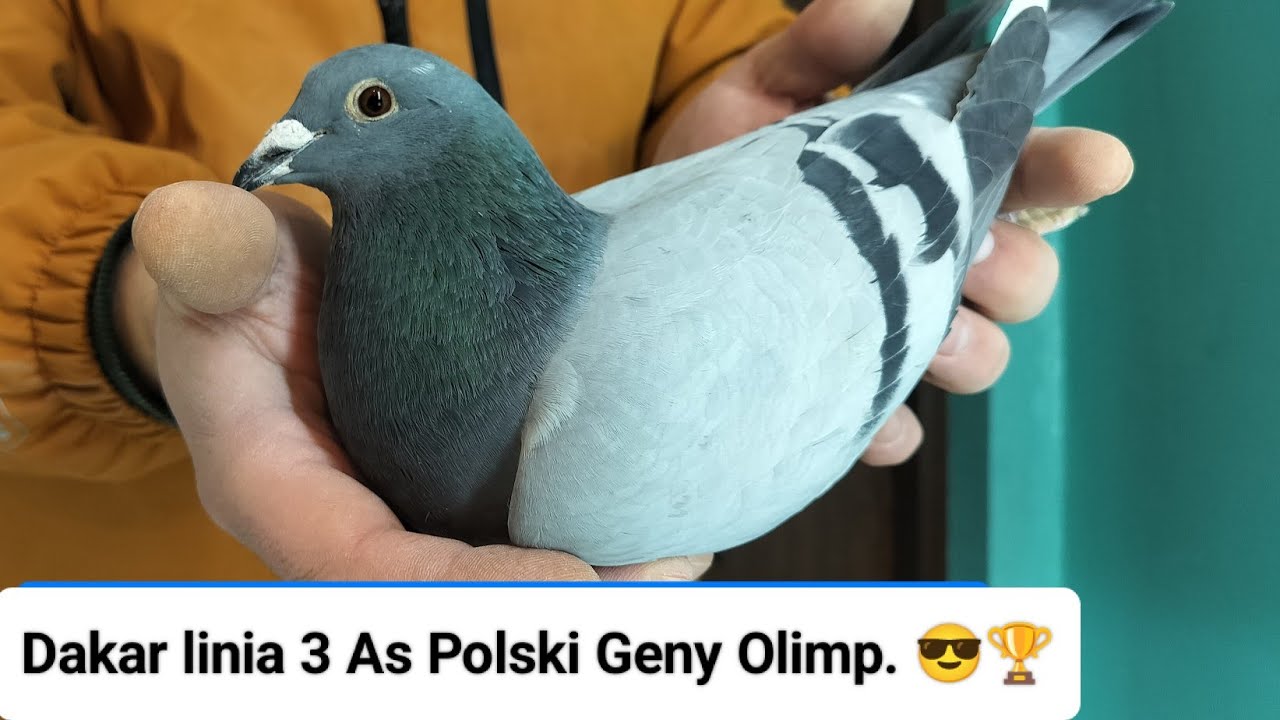 Dakar linia 3 As Polski Geny Olimp samice na sprzedaż K&K URBAŃCZYK ☎️ 695497481