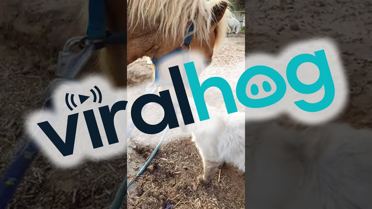 Horse Nuzzles Feline Friend || ViralHog