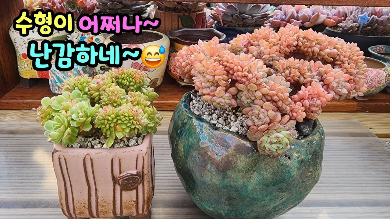 260210 자유롭게자라는철화다육!교정이가능하다면예쁜수형만들면서키워야쥬~^^