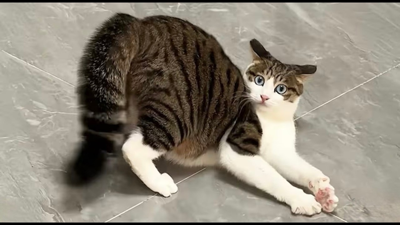 TRY NOT TO LAUGH | Funniest Cat Compilation🐈😆 - LAUGH TRIGGER